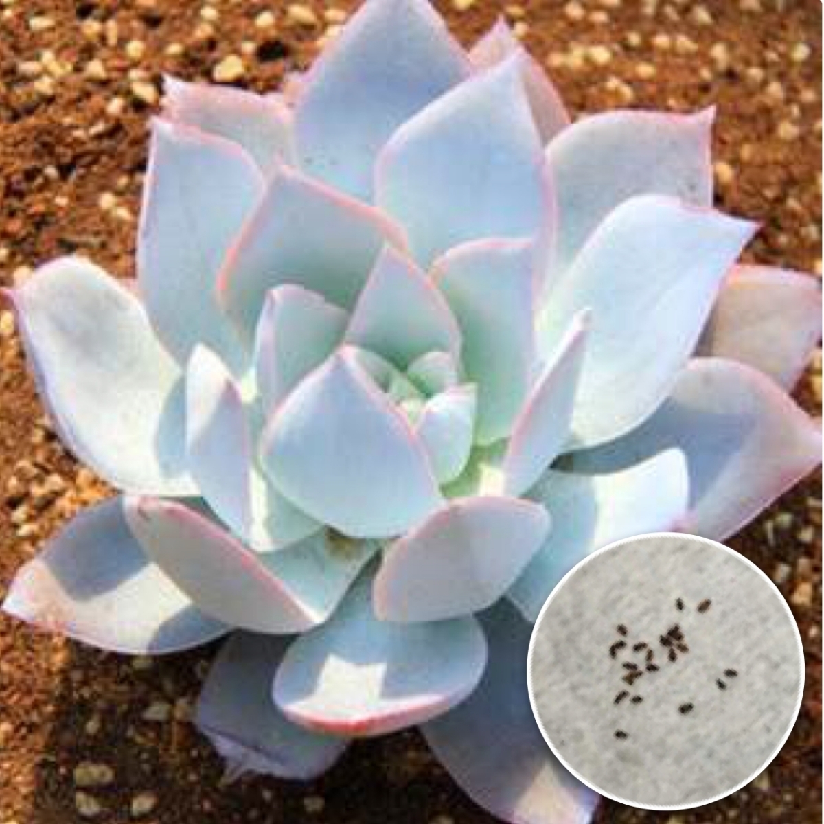 種10粒 エケベリア カンテ 多肉植物拍卖