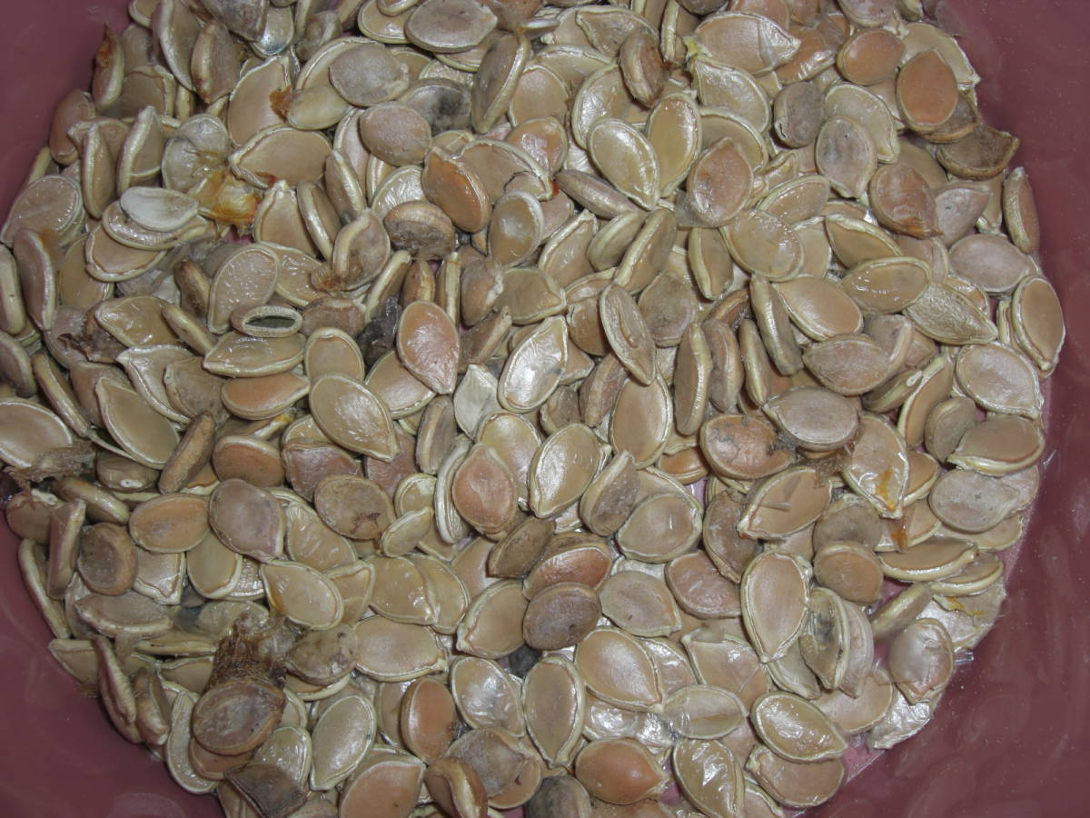 先祖伝来 伝統野菜 地場野菜 南瓜 かぼちゃ カボチャ 種 10個拍卖