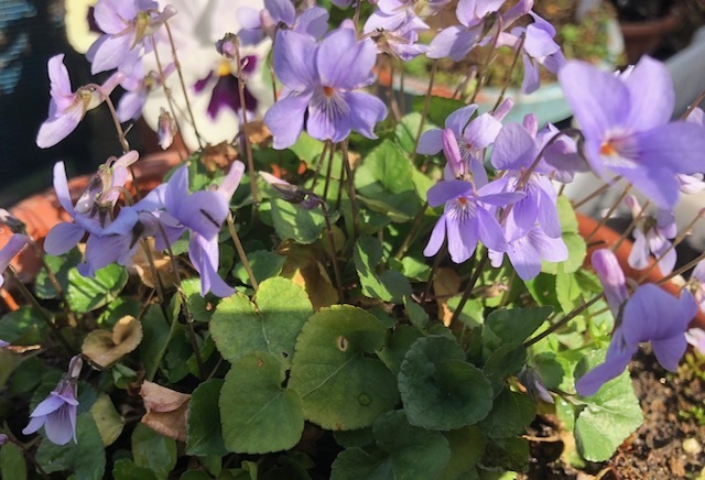 日本すみれ 10粒 .拍卖