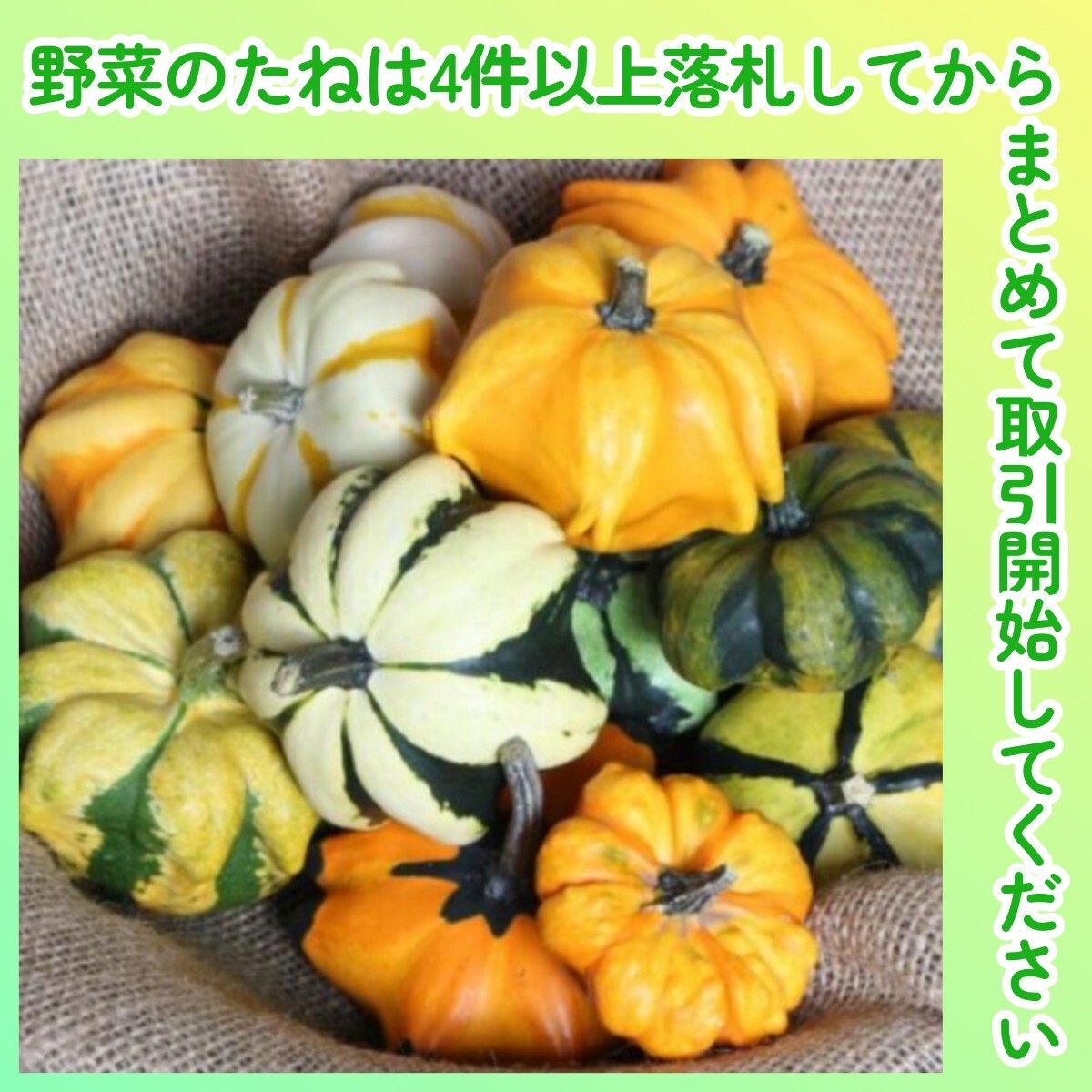 4件以上落札◆カボチャ種◆おもちゃかぼちゃ・スターミックス 3粒◆固定種 デイジーゴード ハロウィン 鑑賞用 装飾用 おもちゃ南瓜拍卖