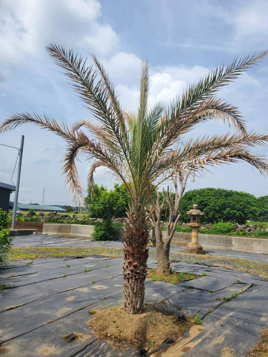 ナツメヤシ 【大人気】 茨城県筑西市からの出店。 引き取りOK!!【配送は、要相談】拍卖