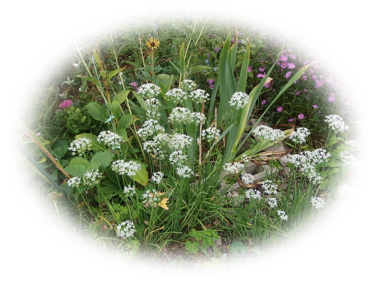 はなにら 15粒 ハナニラ 花韮 多年草 種 7年自家採取 花が大好き拍卖