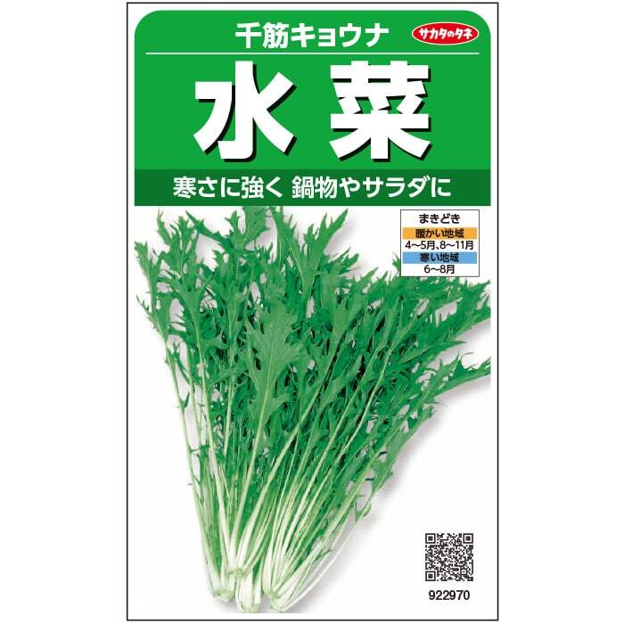 送料無料 千筋キョウナ 水菜 100粒拍卖