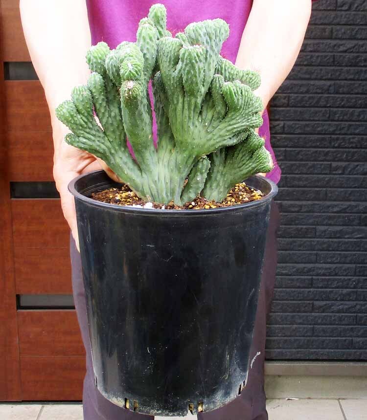 【現品】サボテン・竜神木綴化 (リュウジンボク テッカ)綴化サボテン 7号 M7番拍卖