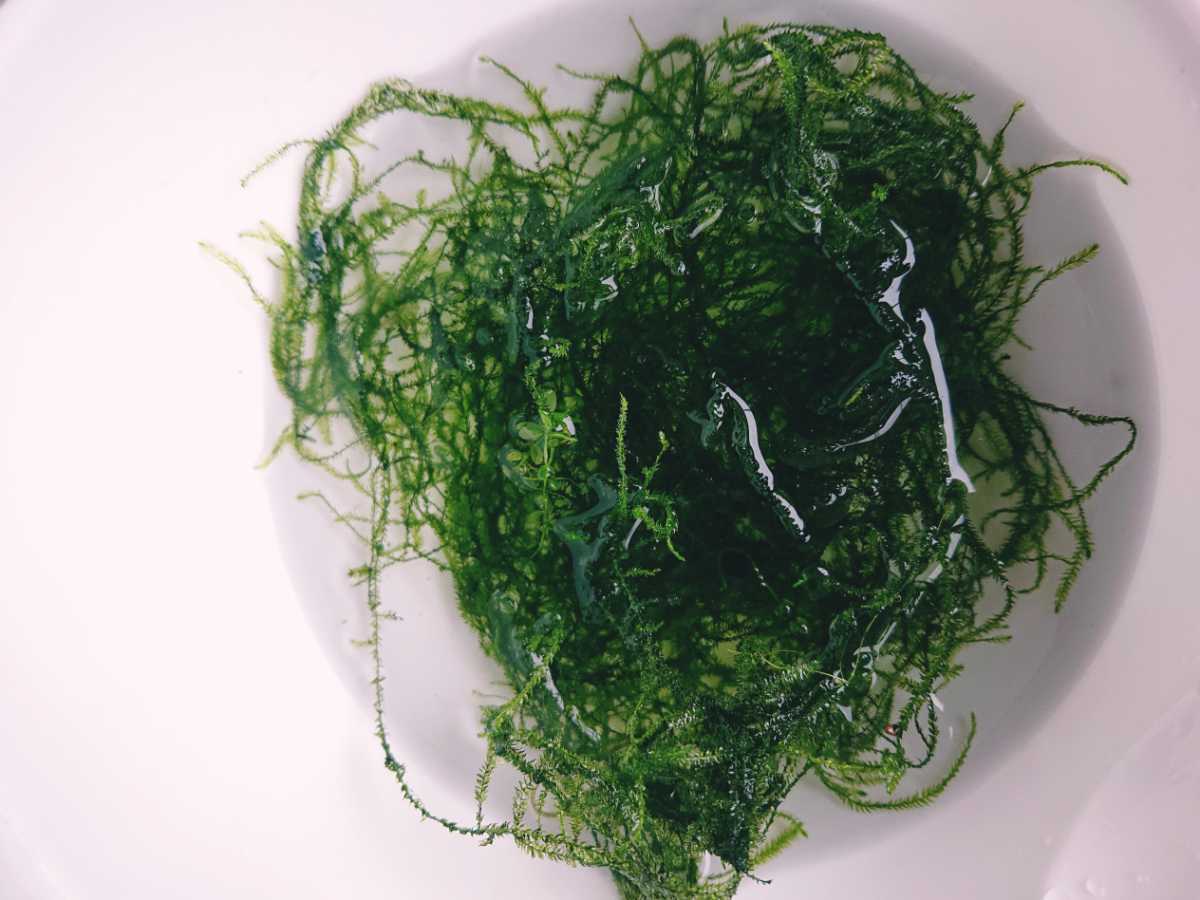 水草3種 メダカ水槽に 無農薬 ウィローモス アマゾンフロッグピット アナカリス拍卖