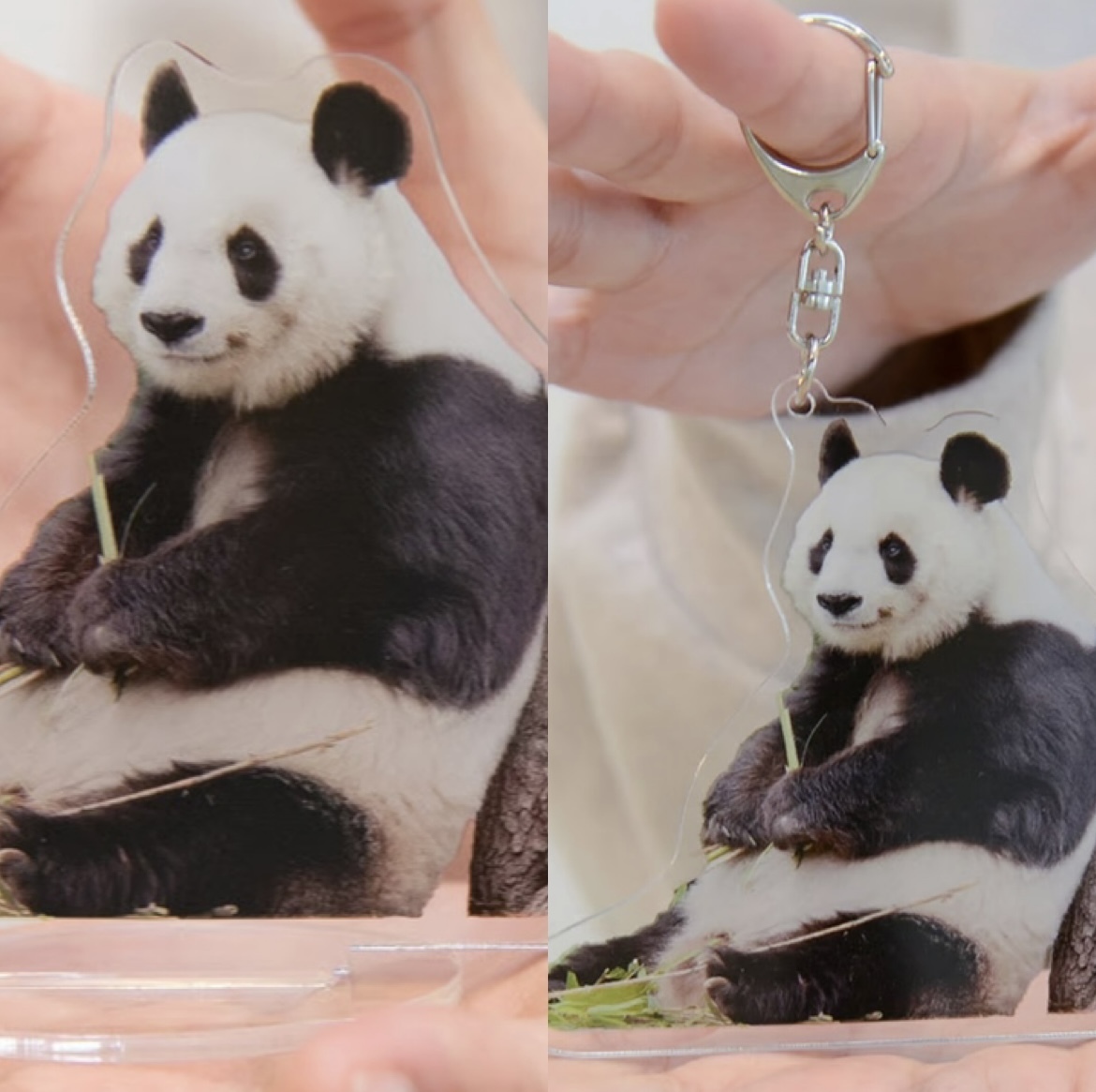 ★王子動物園開園73周年記念 タンタン オリジナルアクリルスタンド&キーホルダーセット(スマイルタンタン)★ 神戸新聞社 パンダ 旦旦拍卖