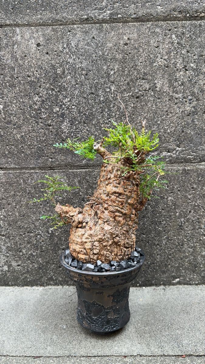 operculicarya pachypus 発根済み鉢付き パキプス 塊根植物 pachypus オペルクリカリア拍卖