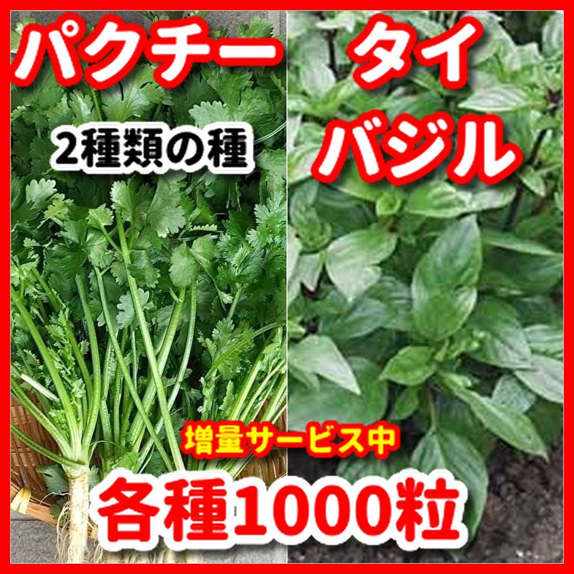 タイバジル&パクチーの種2種類セット★令和6年産★増量サービス中拍卖