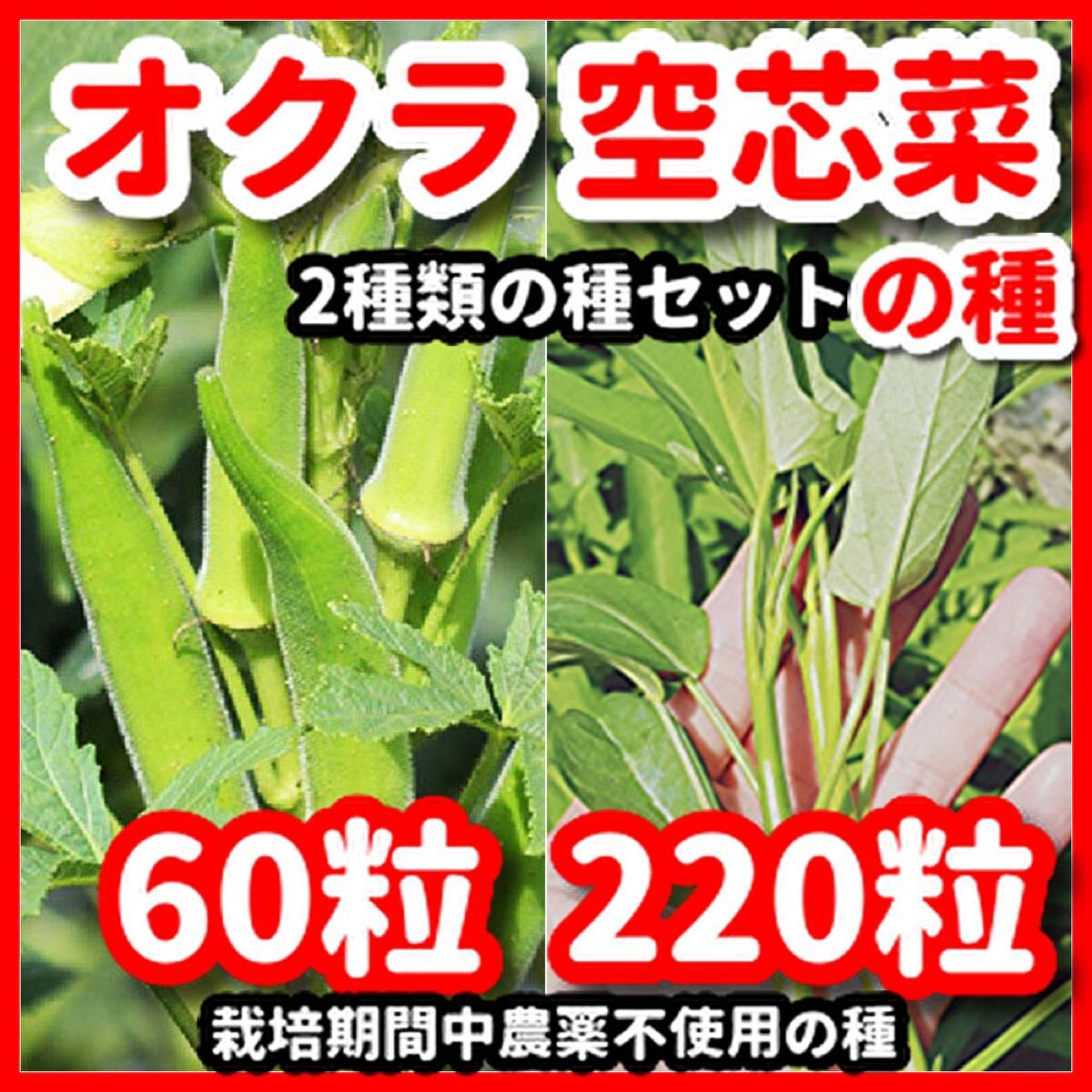 角オクラ&空芯菜の種セット★令和6年産★拍卖
