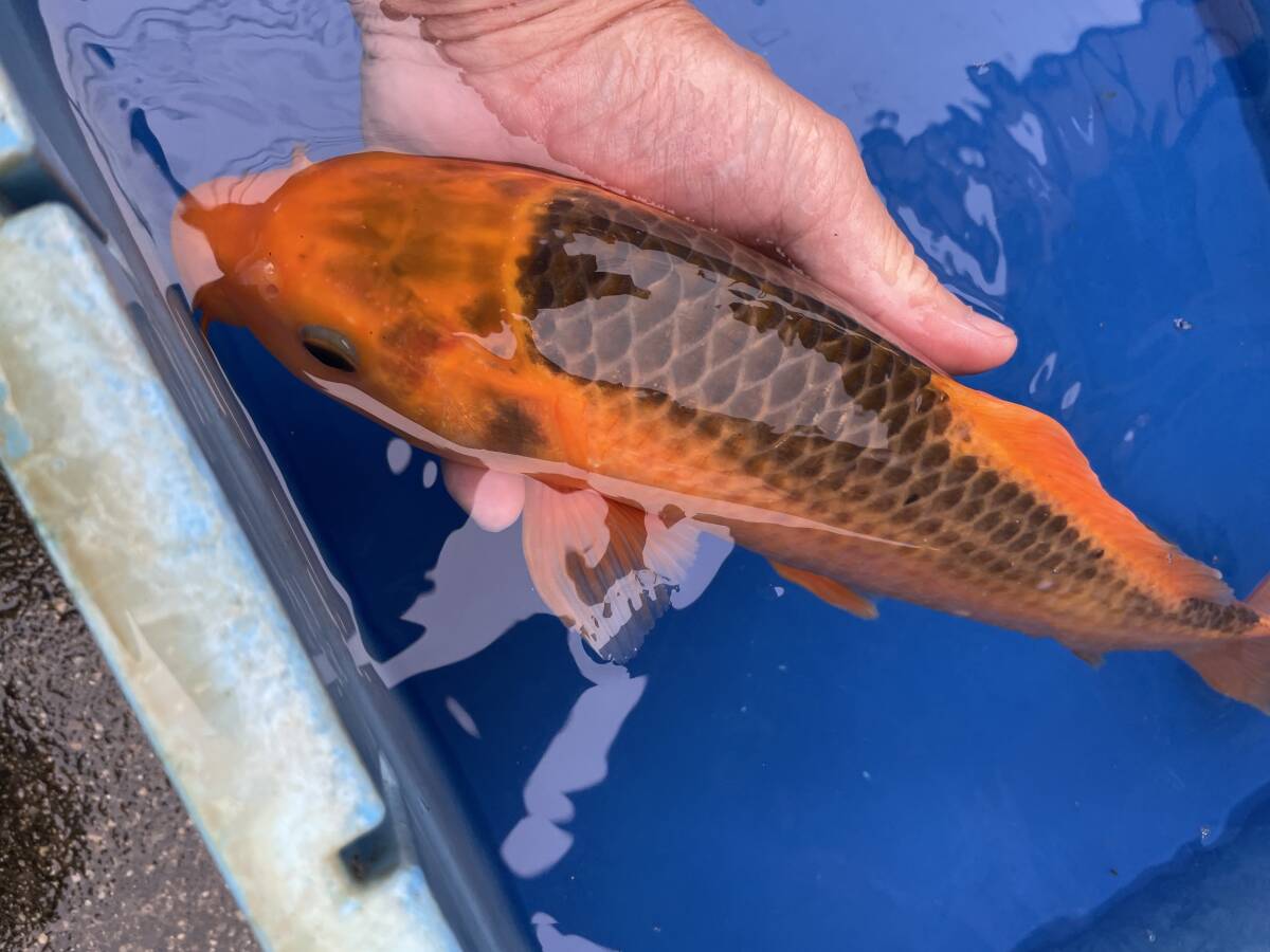 ★特選★令和4年産  大きくなる綺麗な網目の赤松葉35cm程度メス拍卖