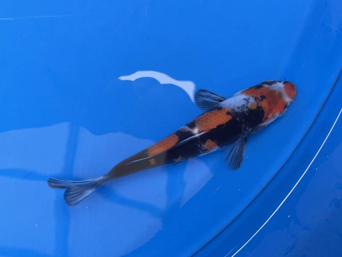 ★特選当歳★令和6年産 大日系の綺麗な段模様で墨のいい昭和18cm程度拍卖