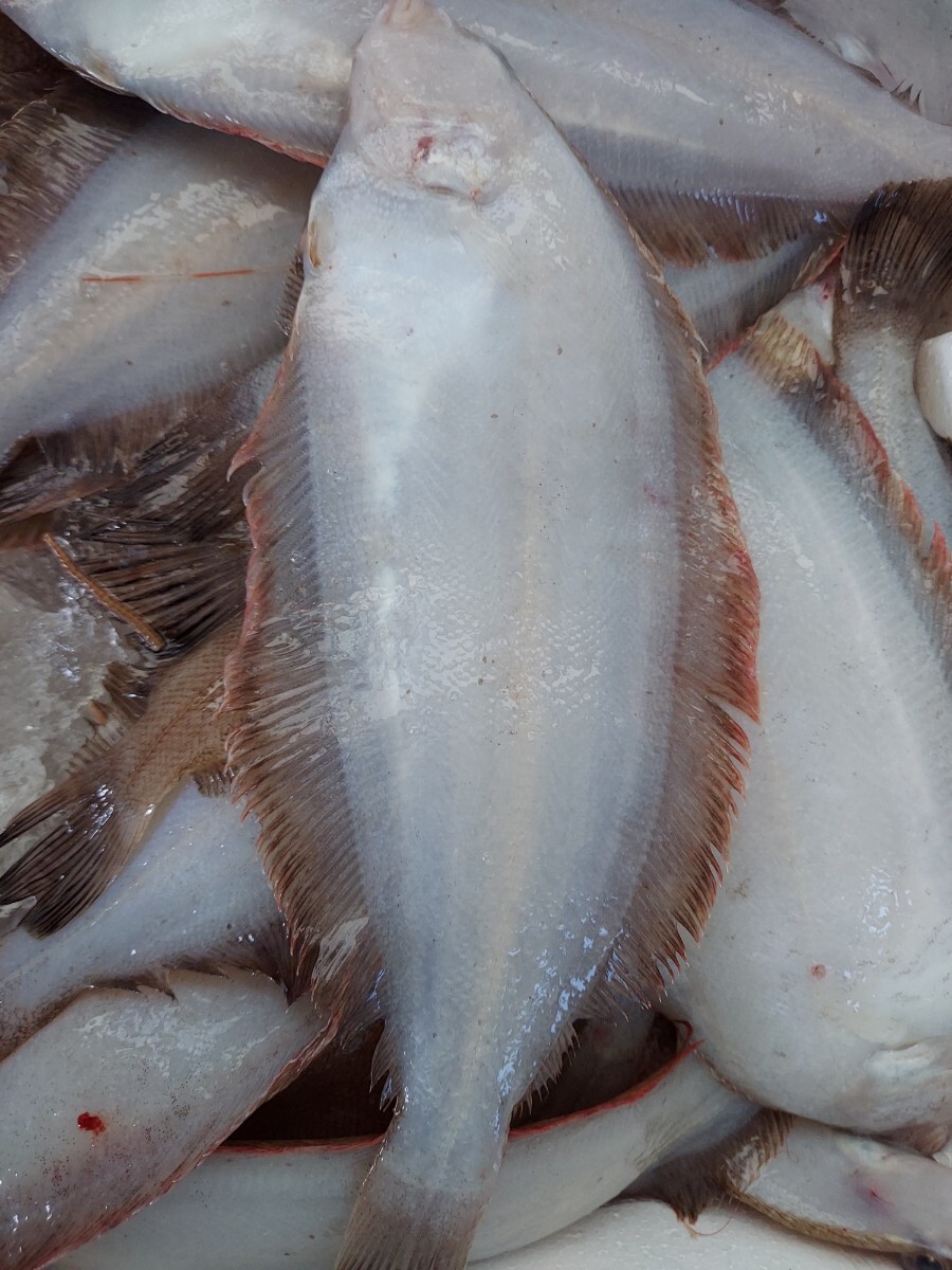 高級魚ヤナギムシガレイ30cm 5匹(450~500g)セット1390円即決拍卖