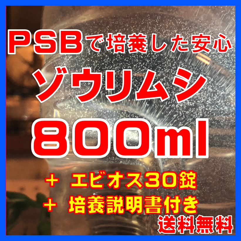 ★送料無料★PSBで培養したゾウリムシ種水800ml+エビオス30錠+培養説明書 メダカの針子、稚魚、幼魚、越冬中にも安心。拍卖