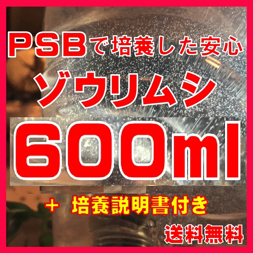 ★送料無料★PSBで培養したゾウリムシ種水600ml+培養説明書 メダカの針子、稚魚、幼魚、越冬中にも安心。拍卖