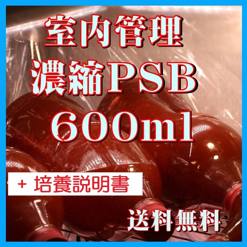 ★送料無料★ 室内管理濃縮培養PSB600ml+PSB培養説明書 光合成細菌 水質調整、バクテリア、めだか・金魚・熱帯魚などに最適。拍卖