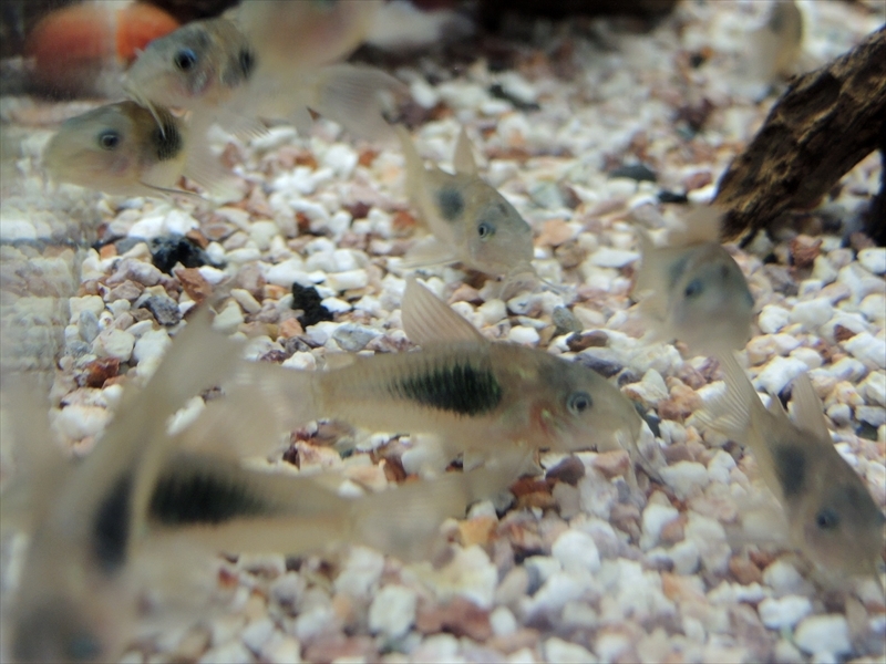 *iwoya*コリドラス アエネウス 8匹セット拍卖