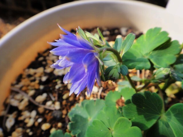 ★8 ミヤマオダマキ種子★【菊咲】 20粒+(2025年6月採取)拍卖