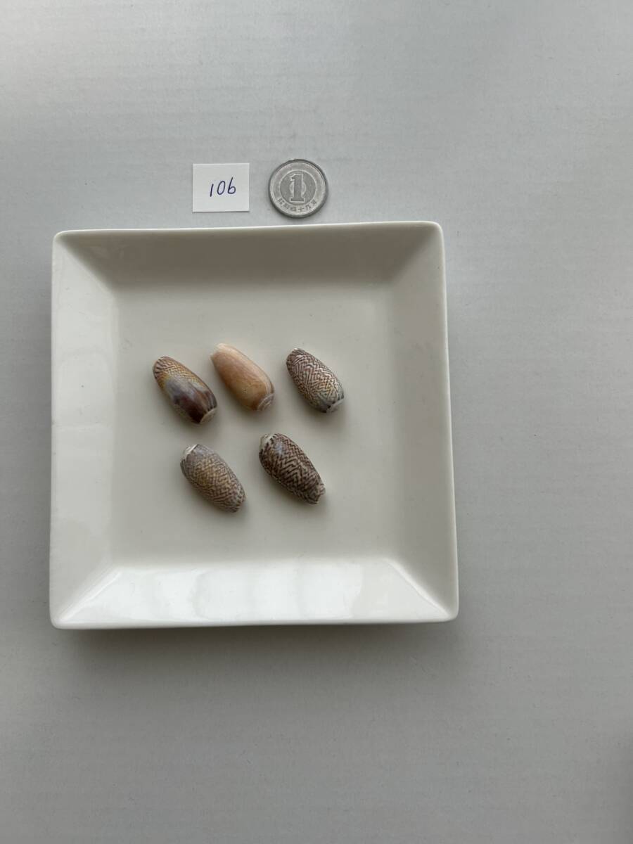 106 貝殻 シェル拍卖
