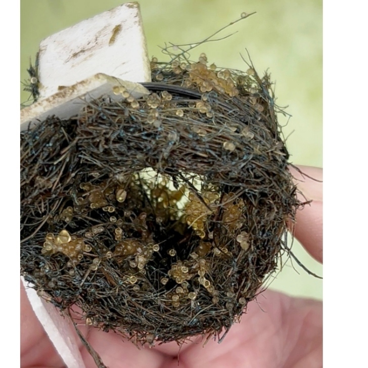 初心者からプロまでご愛用!産卵床・80個 メダカ 川魚 金魚等 産卵 めだか 猫飯拍卖