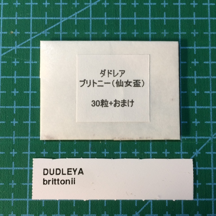 ダドレア ブリトニー 仙女盃 種子 30粒 タネ 多肉植物 種拍卖