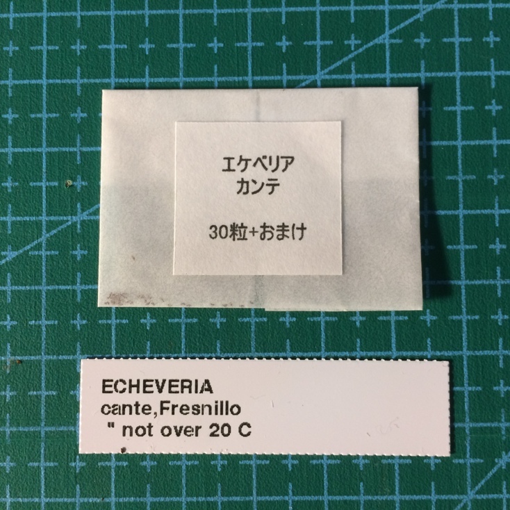 エケベリア カンテ 種子30粒 タネ 多肉植物 種拍卖