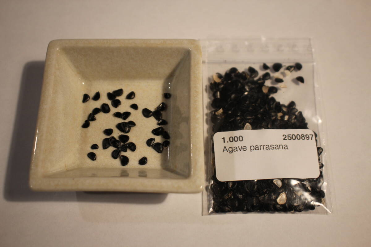 【送料無料】【即決】【種】'アガベ2種 'Agave ovatifoliaオバティフォリア' 'Agave parrasanaパラサナ' ' 各10粒+α拍卖