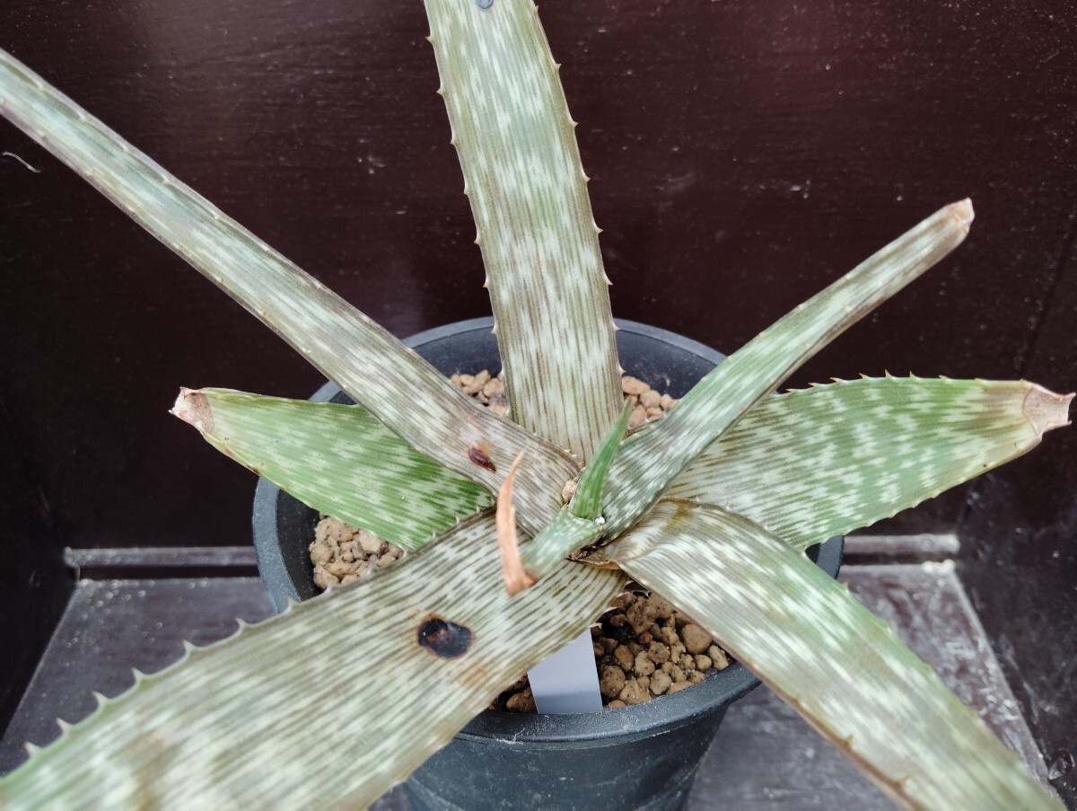 Aloe 'grandidentata'【送料無料】拍卖