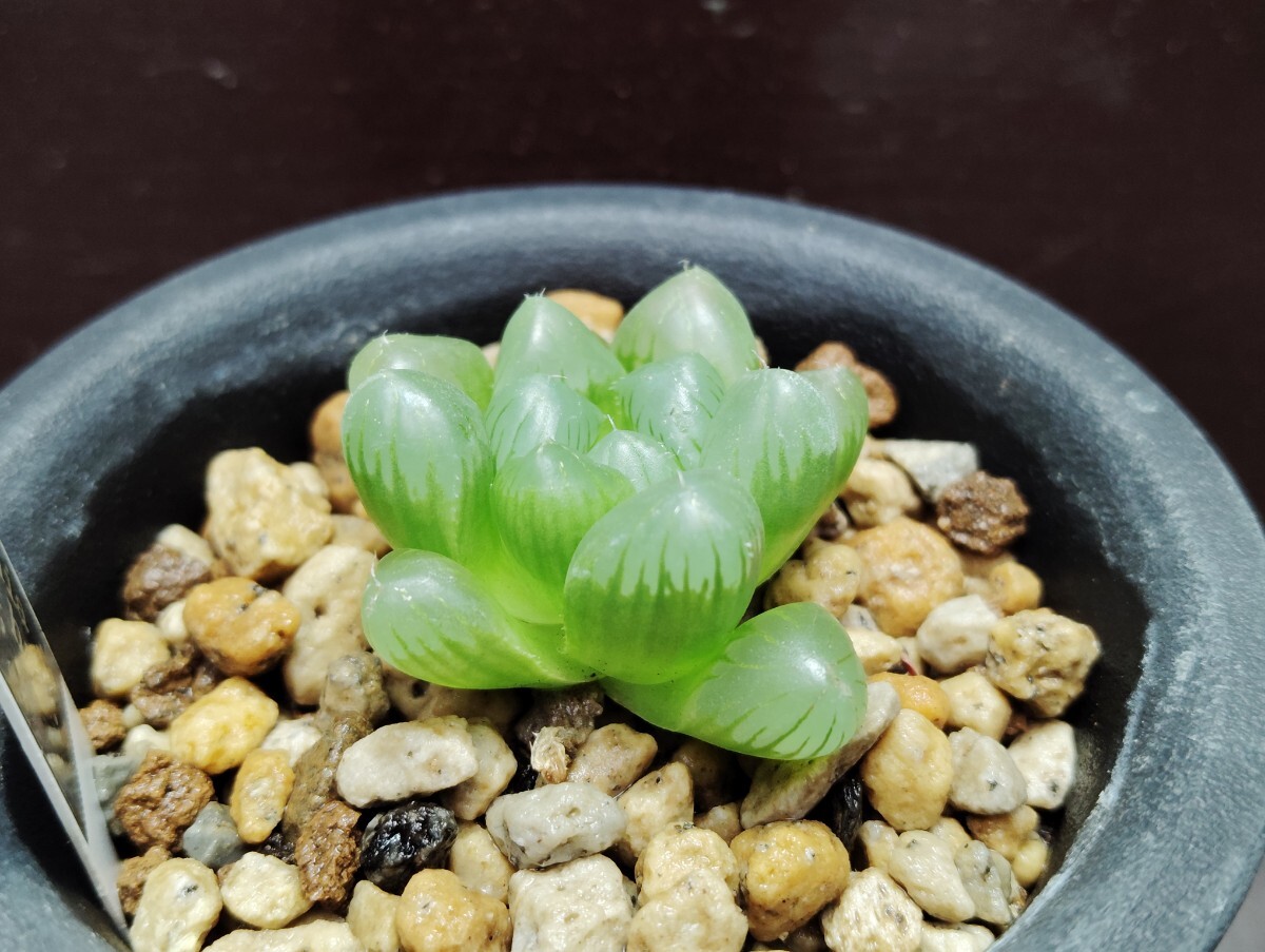 【即決】Haworthia coopei hybrid '窓オブツーサ' 【送料無料】拍卖