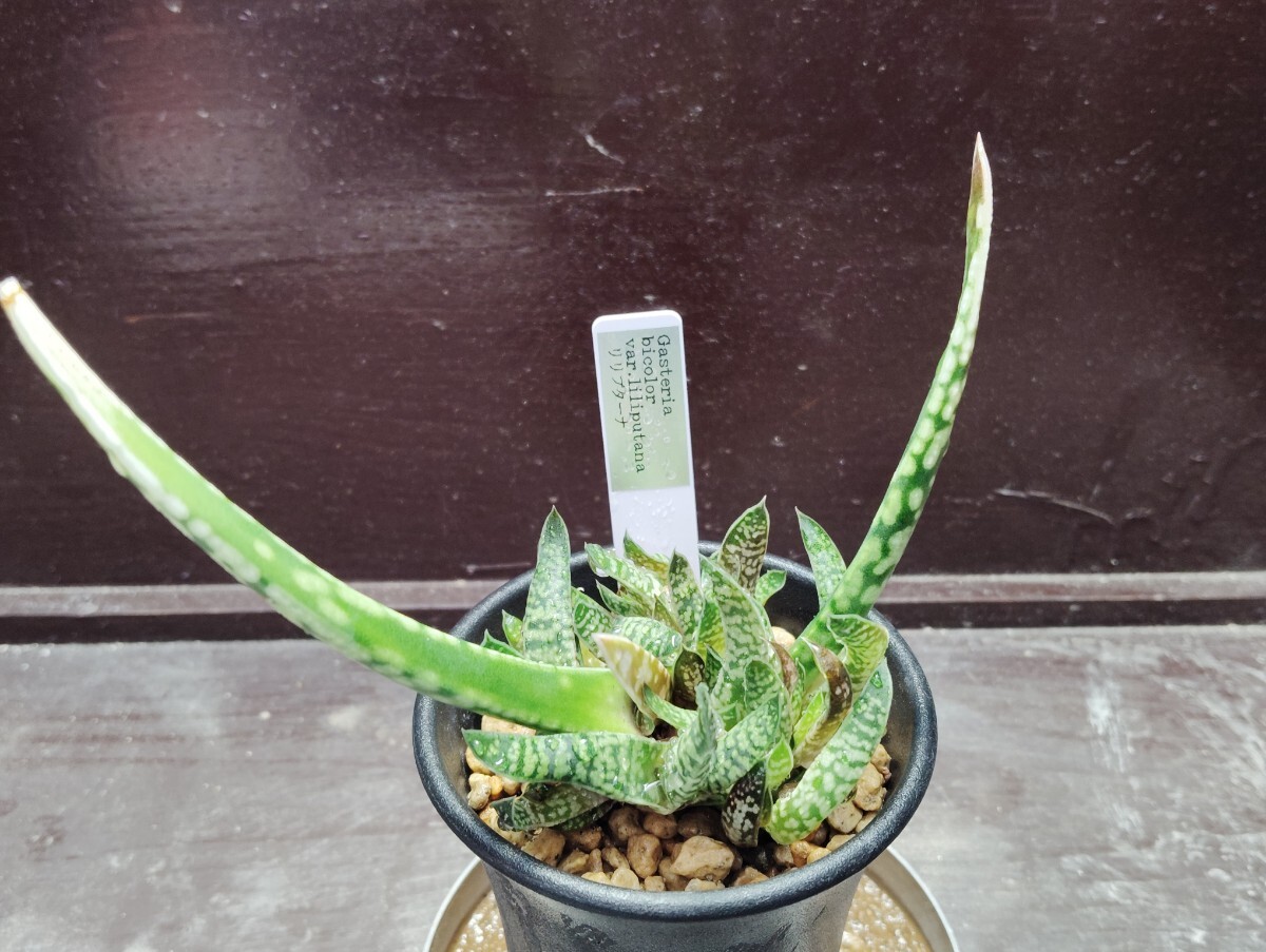 【即決】Gasteria bicolor var.liliputana 【送料無料】拍卖