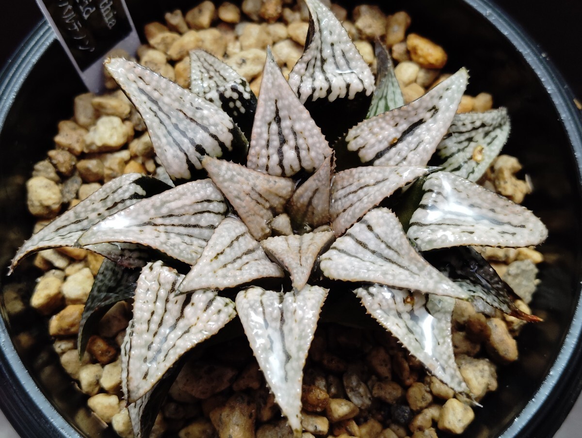'Haworthia hybrid'B パルテノン ' 【送料無料】拍卖