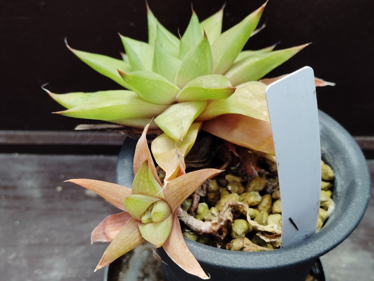 'Haworthia reddii IB4540 JDV92−113 Waterdown Dam ' 子吹き株【送料無料】拍卖