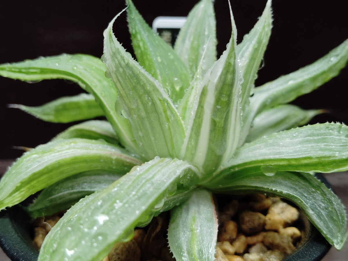 【即決】'Haworthia ' 祝宴錦' 【送料無料】拍卖