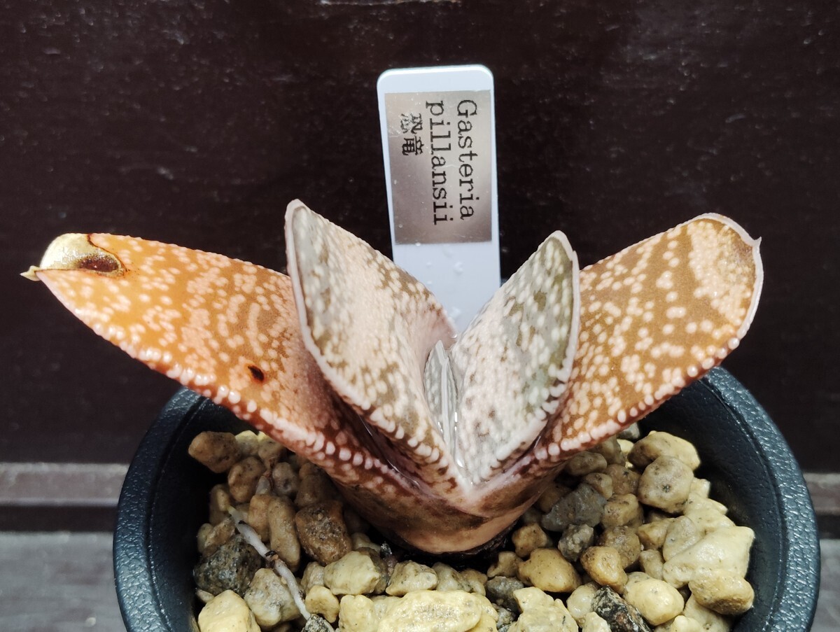 【即決】Gasteria 恐竜 1【送料無料】拍卖