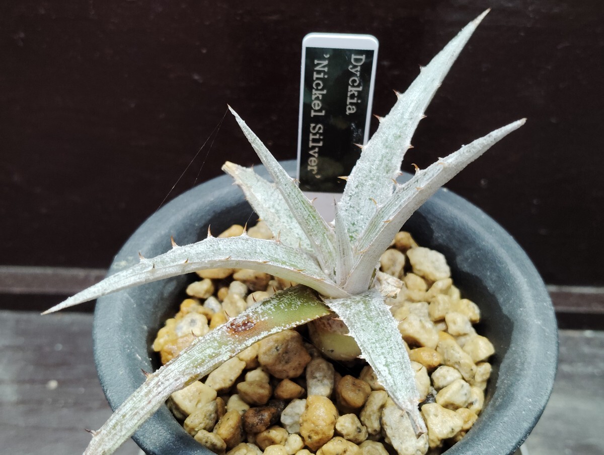 【即決】 Dyckia 'Nickel Silver'【送料無料】拍卖