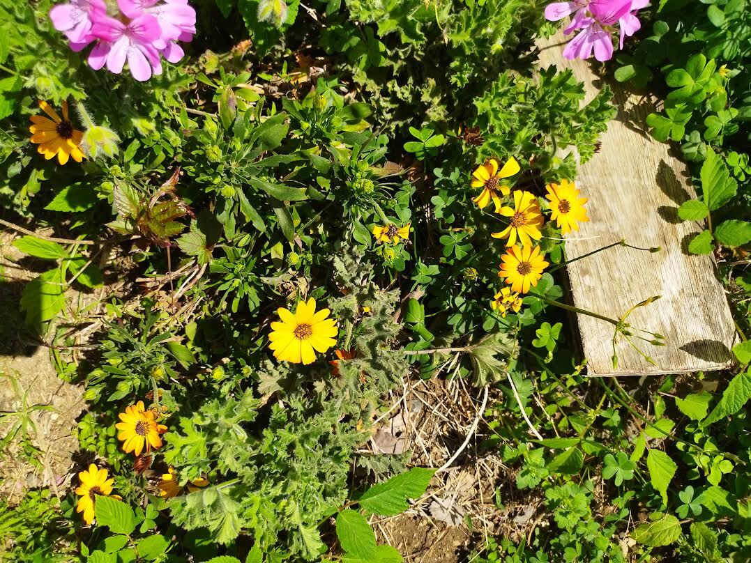 オステオスペルマム【挿し穂】 色:黄色 5本拍卖