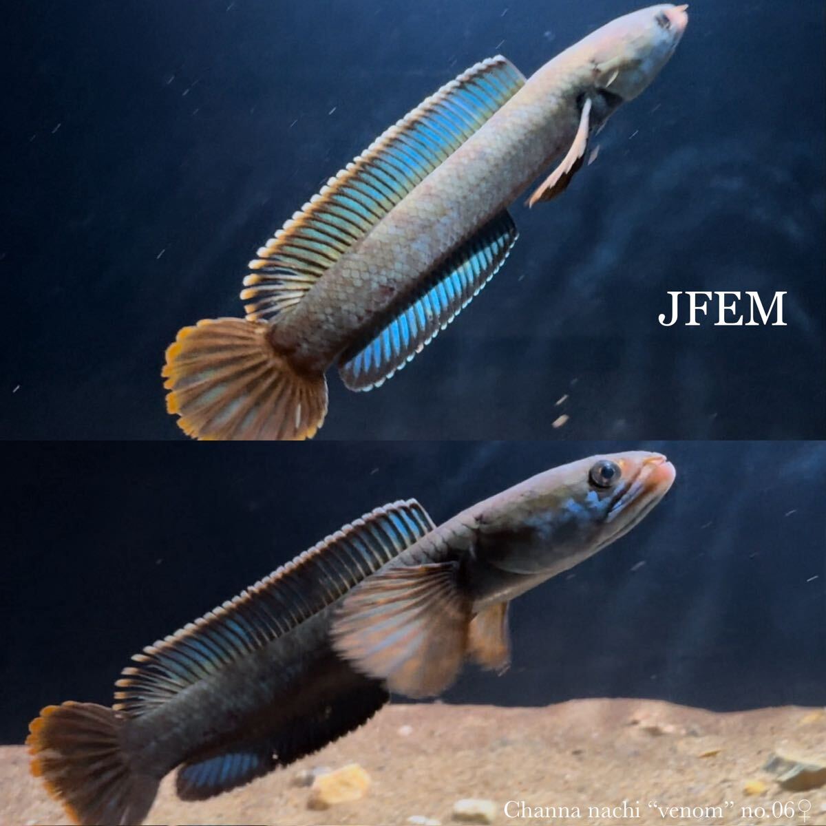 チャンナ ナチ “ヴェノム” Channa nachi “venom” /アイスファイヤー/ジェフェム JFEM no.06♀拍卖