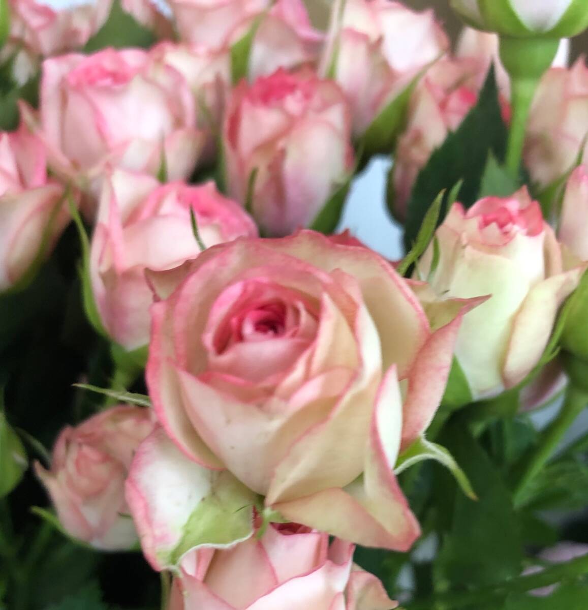 切り花 P2NNK3 W1R3T3ピンクと白のコントラストが美しいスプレーバラ★挿し木苗拍卖