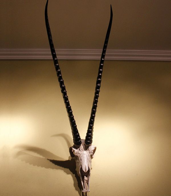 t008〓 ホーム壁掛け装飾品(カモシカの頭蓋骨の壁掛け)〓拍卖