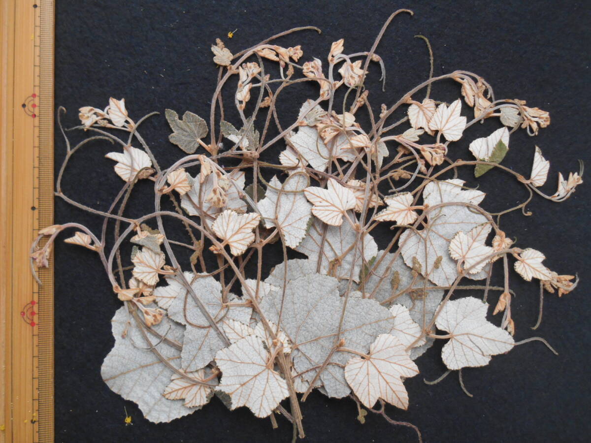 エビヅル ④ 【送料無料◆即決◆押花素材】 拍卖