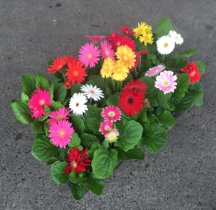 ミニガーベラ高級品(3.5寸)1箱(15鉢入りでの販売です。)拍卖