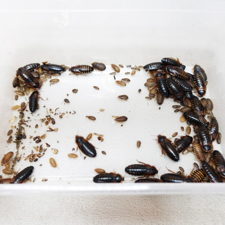 【送料無料】 デュビア 100g サイズミックス 爬虫類 爬虫類の餌 レオパ デュビヤ アルゼンチンモリゴキブリ拍卖