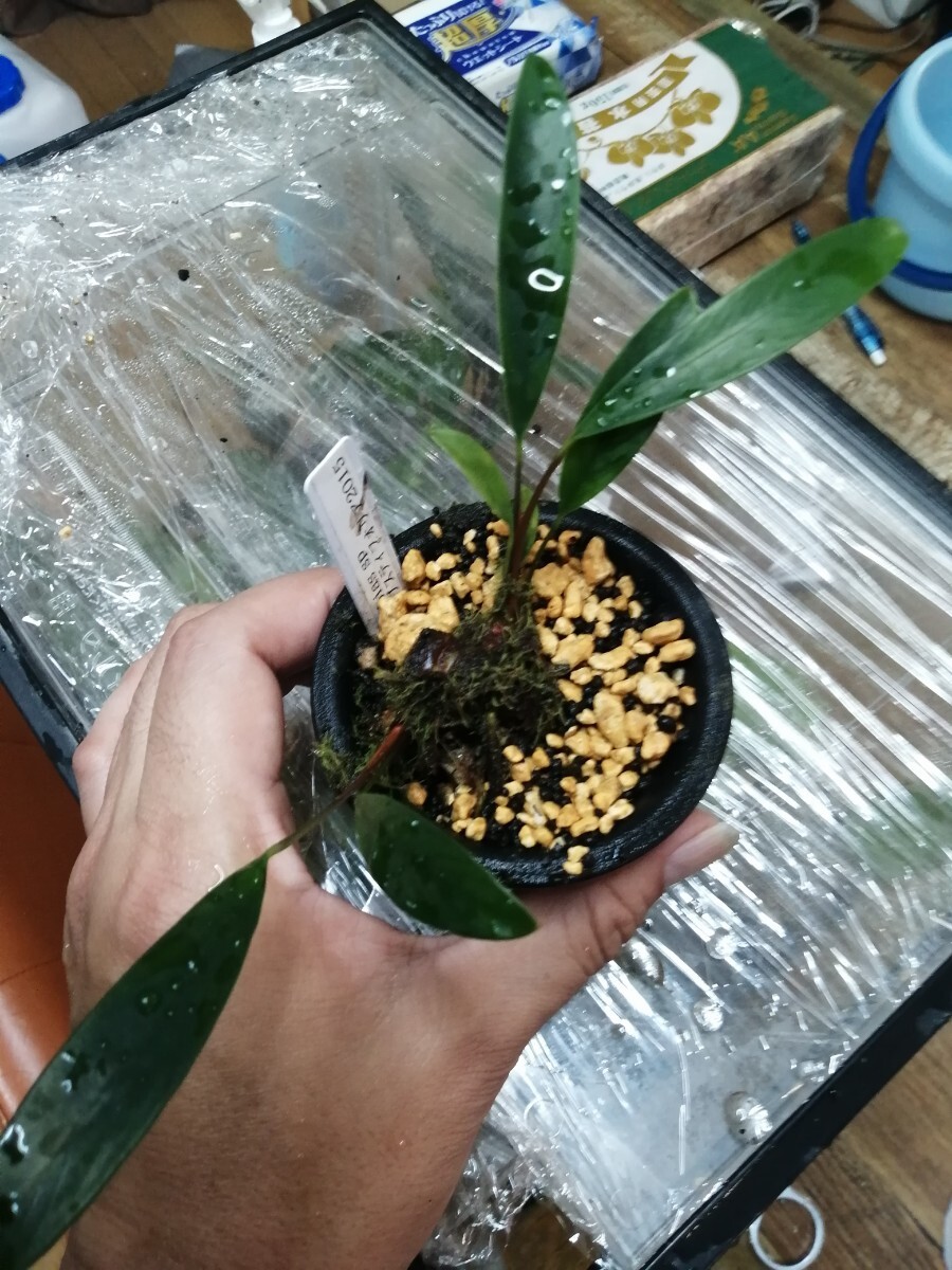 アヌビスspカラディフォリア2015年 ギニアワイルド拍卖