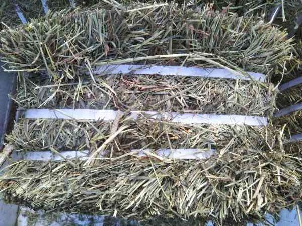 カナダ産チモシー2番刈りプレミアム約30kg 牧草 乾草 飼料 エサ拍卖