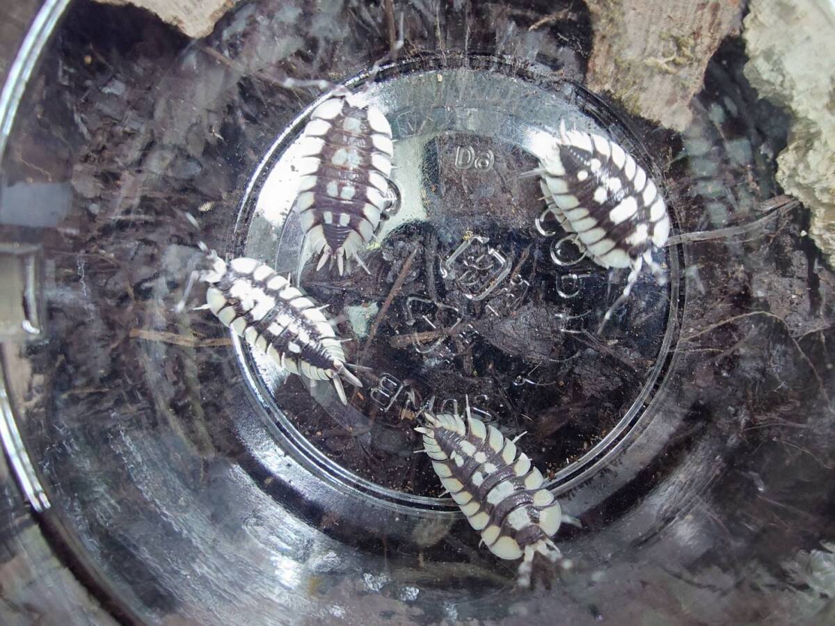 10匹セット 属内最大☆Porcellio expansus 'La Senia'ワラジムシ ダンゴムシ拍卖