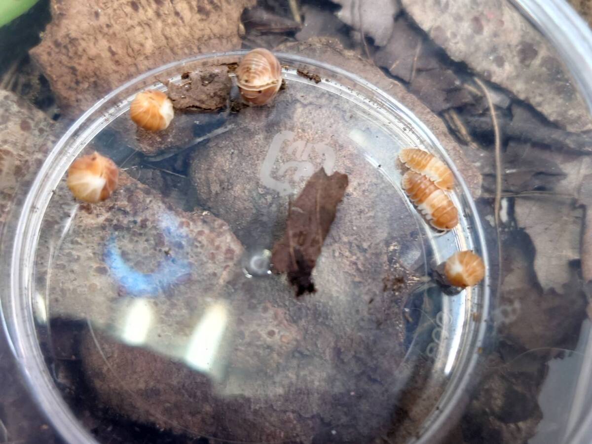 10匹+α Cubaris sp. "Red Panda Kingレッドパンダキングダンゴムシワラジムシ拍卖