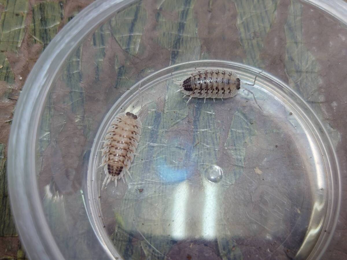 10匹セットPorcellio nicklesi "Rubivan"ダンゴムシ ワラジムシ拍卖