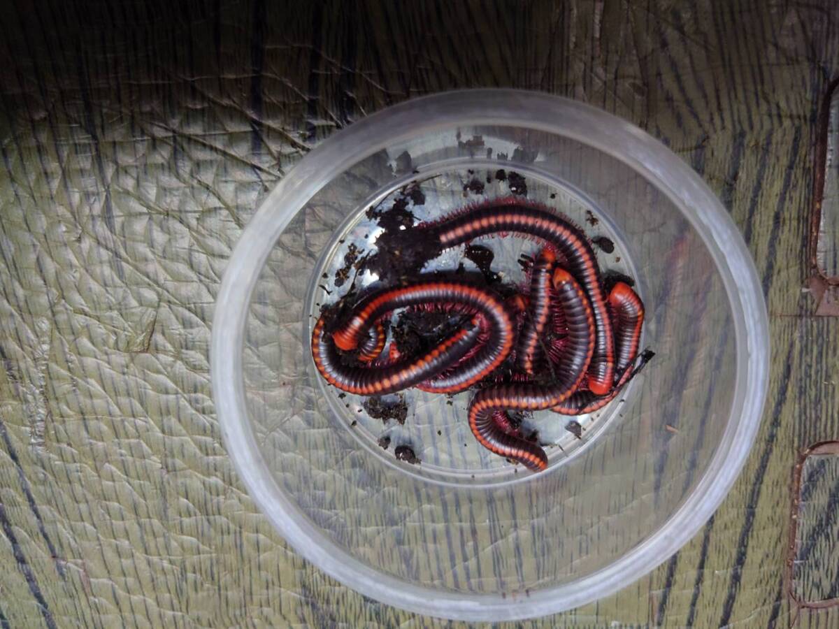 10匹セットサウスインディアンレッドラインミリピードヤスデ拍卖