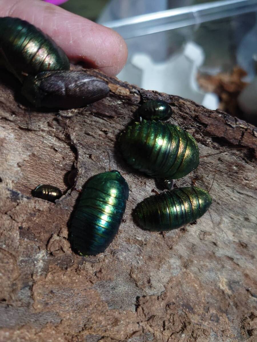 5匹セット+1匹Pseudoglomeris magnifica(ハザン産)ニジイロゴキブリ エメラルドジュエルローチ ゴキブリローチ⑥拍卖