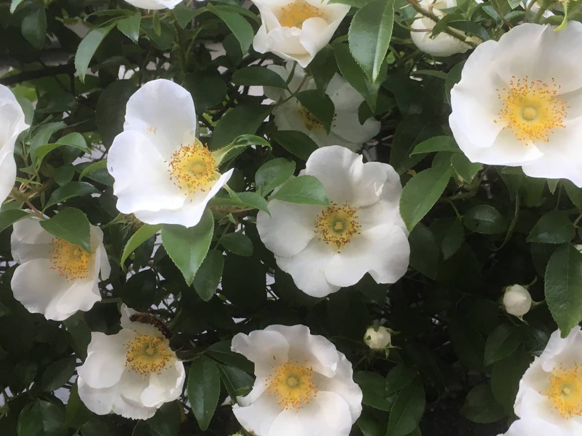 ★☆ナニワイバラ (難波茨) 白花☆★拍卖