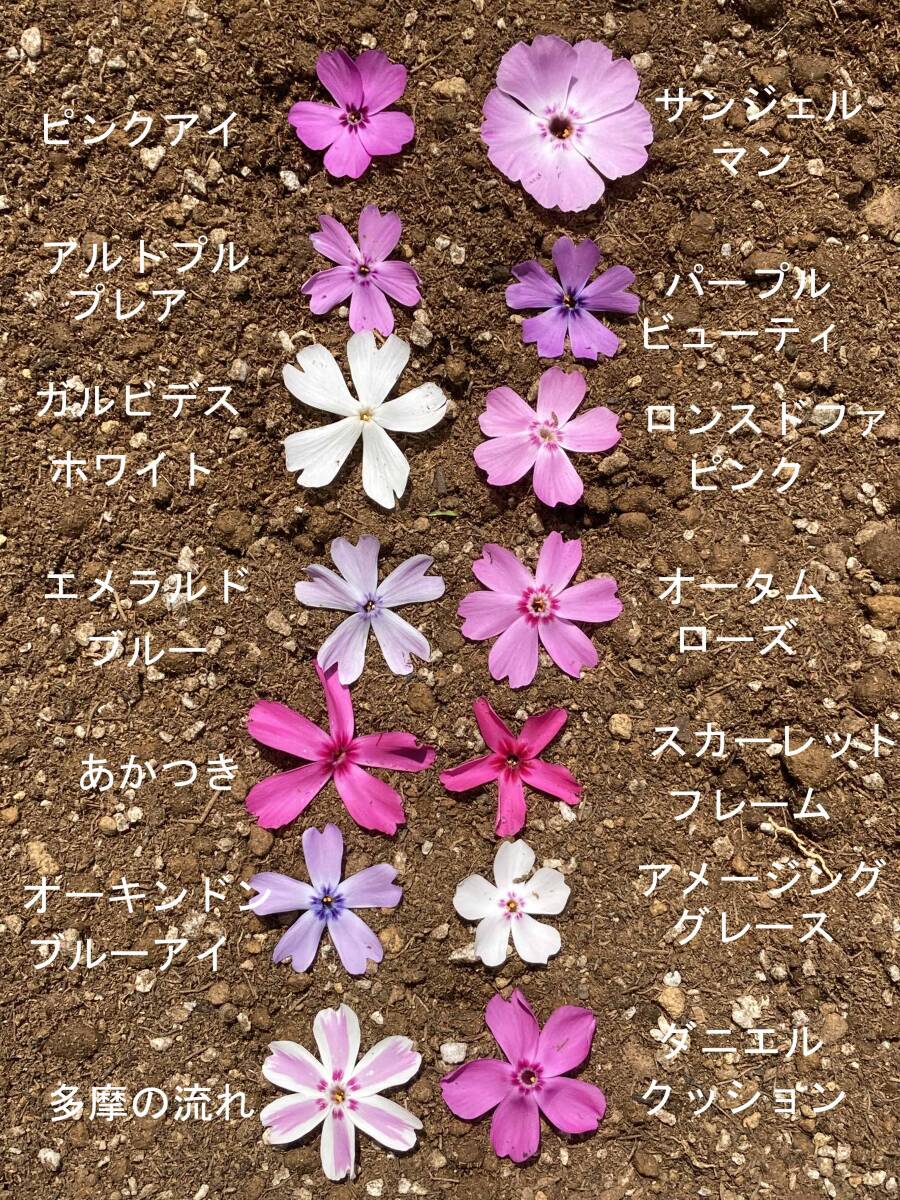 ★☆芝桜 10品種 混合 20鉢セット 9 cmポット☆★拍卖